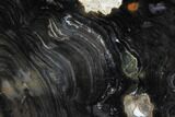 Polished Stromatolite (Collumnacollenia) - Russia #91809-1